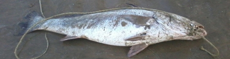 red-totoaba-5