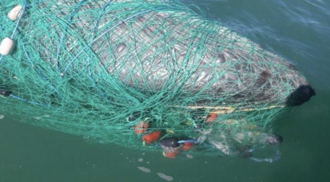 Encuentran ballena muerta atrapada en una red